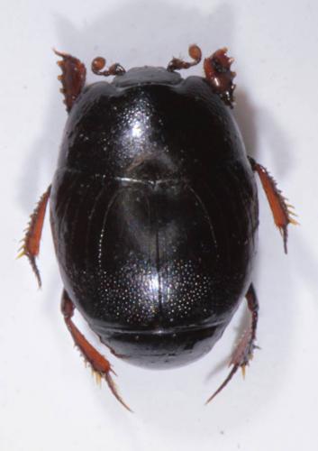Hypocaccus rubripes